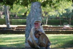 makaker-polonnaruwa-sri-lanka