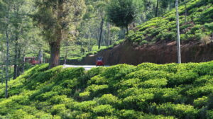 tuk-tuk-te-odling-nuwara-eliya-sri-lanka