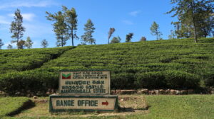 te-plantage-nuwara-eliya-sri-lanka