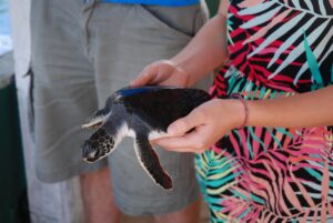 hikkadwuda-turtle-rescue-center