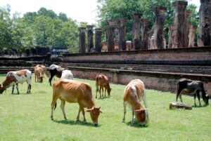 audience-hall-polonnaruwa-sri-lanka