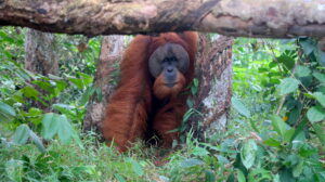 pappa-orangutang-sumatra