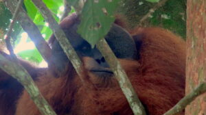 orangutang-bukit-lawang-sumatra