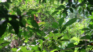 orangutang-bukit-lawang-sumatra