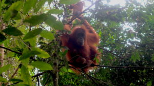 orangutang-bukit-lawang-sumatra