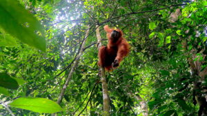 orangutang-bukit-lawang-sumatra