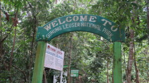 gunung-leuser-national-park-sumatra